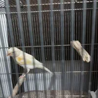 قناری ماده