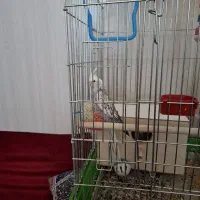 عروس هلندی ماده