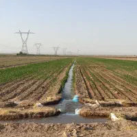 زمین کشاورزی باغ انار و پسته ، حاصلخیز ، مرغوب