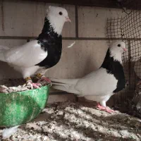 کبوتر طوقی