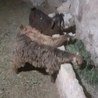 بزغاله نر
