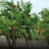 سم پاشی و هرس انواع درختان