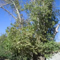 خانه-ویلایی-800-متری-کارگاهی-در-کمال-شهر-کرج