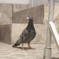 کفتر سار کبوتر