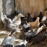 گفتر گرفتنی