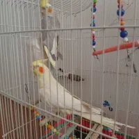 عروس هلندی
