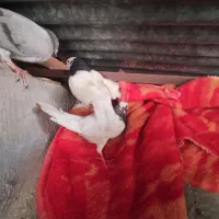 کبوتر مفت