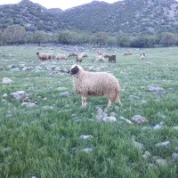 فروش گوسفند (شک ورن)