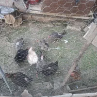 ۹ عدد مرغ تخم گذار