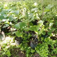 نهال کیوی