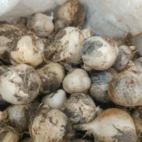 موسیر کوهی عمده