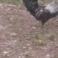 معاوضه خروس فونیکس جوان با خروس محلی