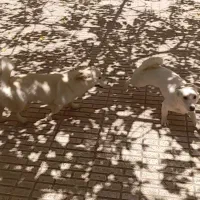 سگ پاکوتاه نر و ماده