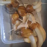 حلزون آلبینو