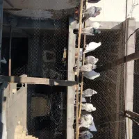 کبوتر ساعت بالا