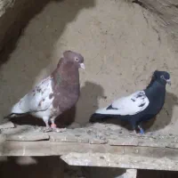 کبوتر سینه ای