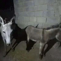 الاغ ماده کره نر