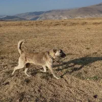 سگ گله مخصوص عشق بازی