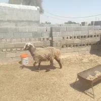 فروش راسعدد بره نر