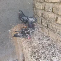 چند جفت کفتر اس