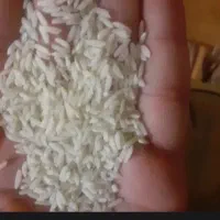 برنج پیش فروش