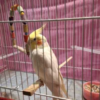 لوتینو( عروس هلندی)