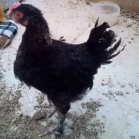 نیمچه مرغ مارانس
