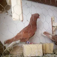 کفتر نر ماده دم سفید