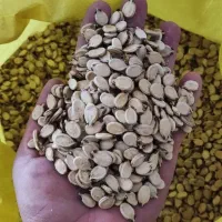 تخمه هندوانه آجیلی درجه ۱