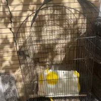 قفس طوطی کاسکو
