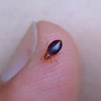 سم ساس و طعمه گذاری موش وسوسک (تمام تهران )