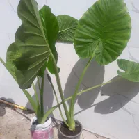 ۵۰گونی گل باباآدم گلدار بالغ جهت فضاسازی(کوچصفهان)