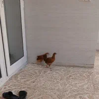 فروش جوجه ۲ماهه