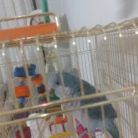 فروش طوطی راهب