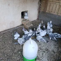 کبوتر بدرنگ شامی