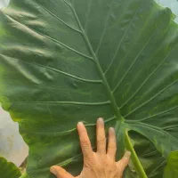 فروش باباآدم تنه سبز