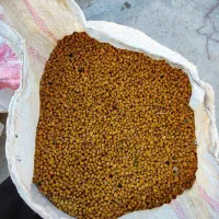نخود زرد تازه