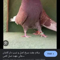 کفتر گمشده