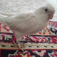 گمشده