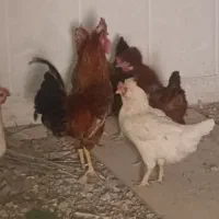 خروس بومی