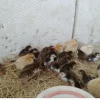 جوجه شاخدار سیساک