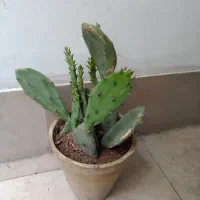 ی سری گلدان‌های سرحال کاکتوس