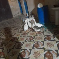 غاز ماده
