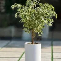 فروش یکجا گلدون های مغازه