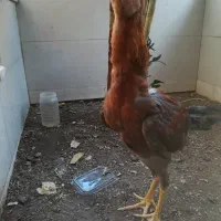 ۲عدد جوجه لاری
