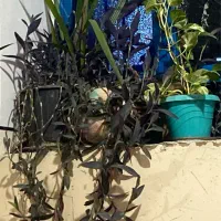 تیم گوجه محلی