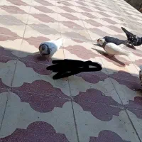 کبوتر