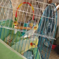 عروس هلندی