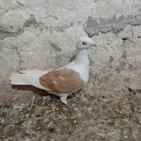 سلام به عشق بازان