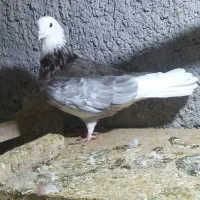 گلی نر و ماده سفیدکاکلی برشی